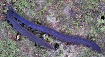 Media type: image; Invertebrate Zoology 29204